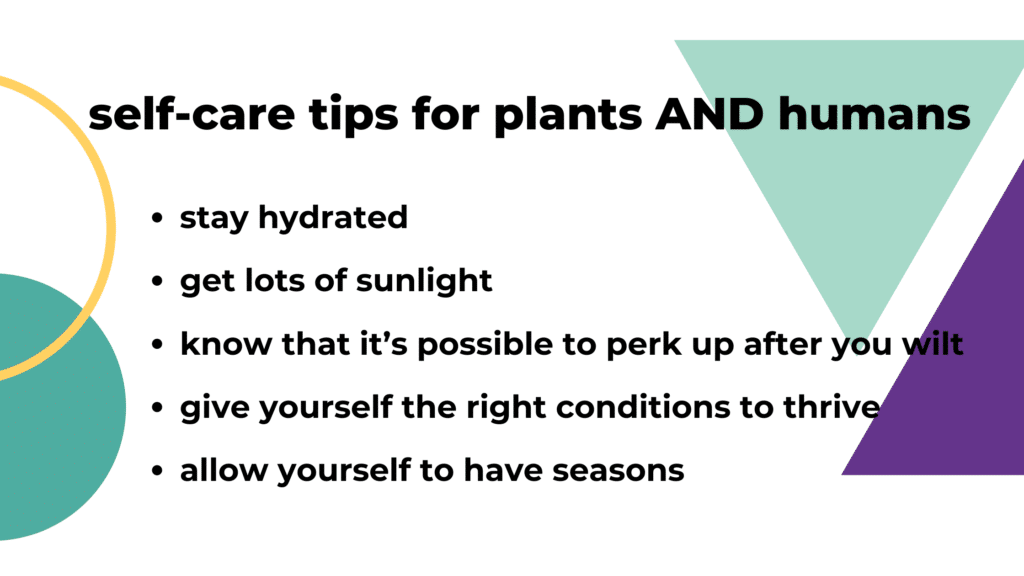 8 Benefits Of House Plants Helping Your Mental Health DiveThru