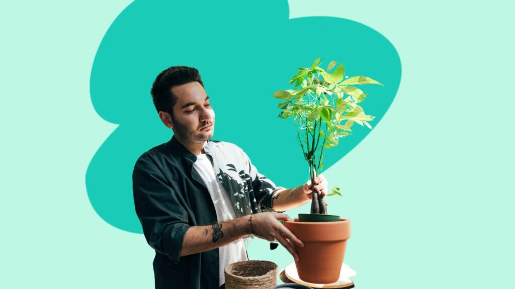 Benefits of House Plants Helping Your Mental Health