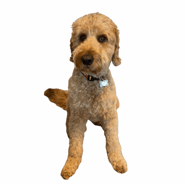 Finn